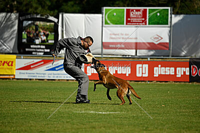 working-dog Frieda