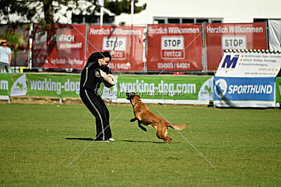 working-dog Frieda