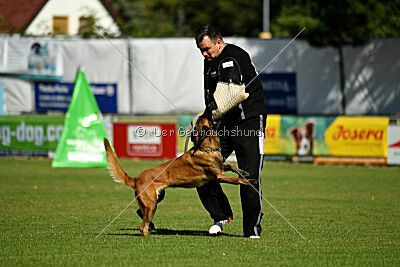 working-dog Frieda