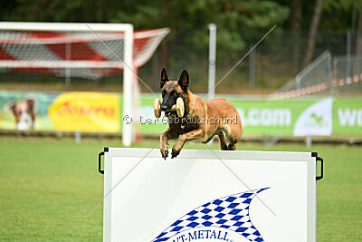 working-dog Frieda