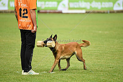 working-dog Frieda