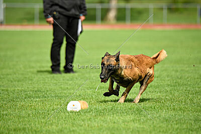 working-dog Frieda