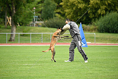 working-dog Frieda