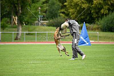 working-dog Frieda