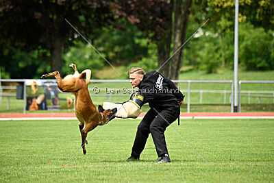 working-dog Frieda