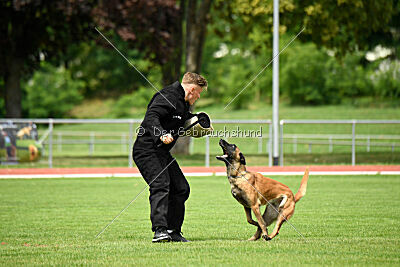 working-dog Frieda