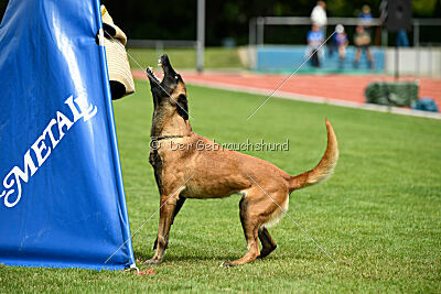 working-dog Frieda