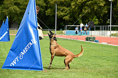 working-dog Frieda