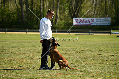 working-dog Frieda