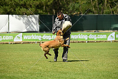 working-dog Gwendolin