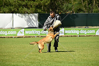 working-dog Gwendolin