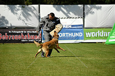working-dog Gwendolin