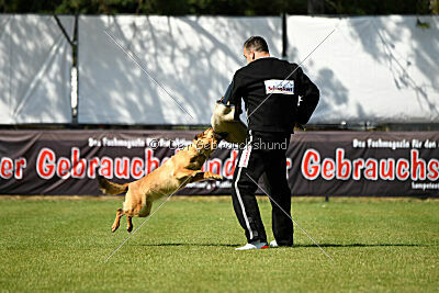 working-dog Gwendolin