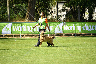 working-dog Gwendolin
