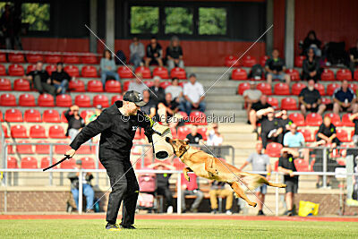 working-dog Gwendolin