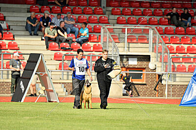 working-dog Gwendolin