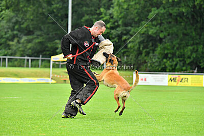 working-dog Hailey