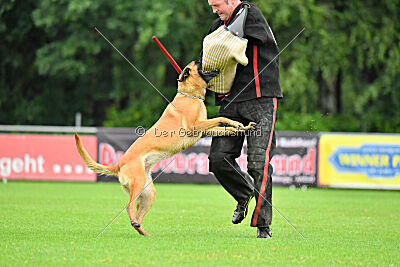 working-dog Hailey