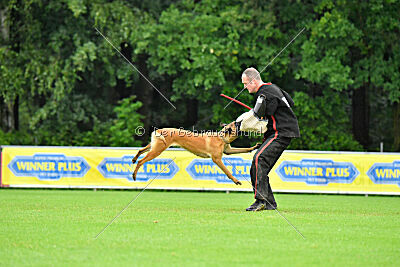 working-dog Hailey