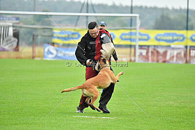 working-dog Hailey