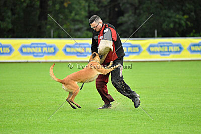 working-dog Hailey