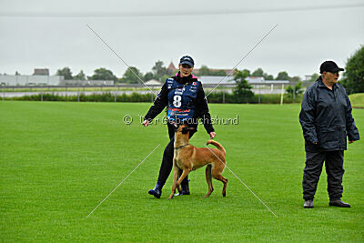 working-dog Hailey