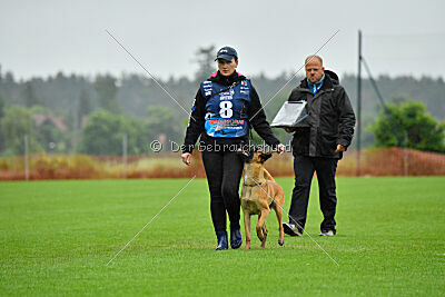 working-dog Hailey