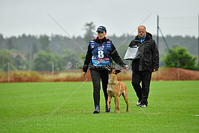working-dog Hailey