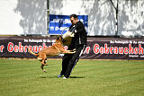 Farun des chiens de travail