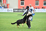 Condor Vikar