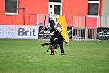 Condor Vikar