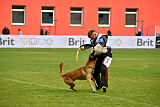 Genie of Brave House Jp