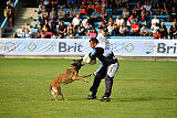 Fiona Marshall Dogs