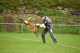 Finni Clever Fox
