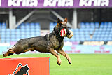 Lynxfelsen Coran