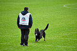 Bolle vom Drachenwolf