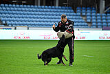 Bolle vom Drachenwolf