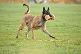 Avonwolf Delta Warrior