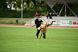 working-dog Esh