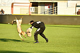 Crazy Canis Invictus