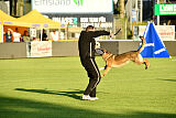 Crazy Canis Invictus