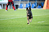 Molinaridogs Johnny