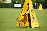 Working Malinois Daisy