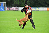 working-dog Hailey