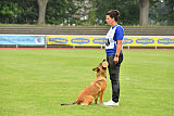 working-dog Gwendolin