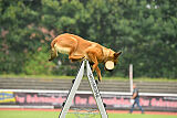 working-dog Gwendolin