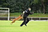 Farun des chiens de travail