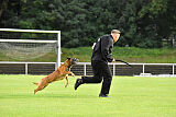 Farun des chiens de travail