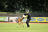 Hannibal des chiens de travail