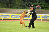 working-dog Esh